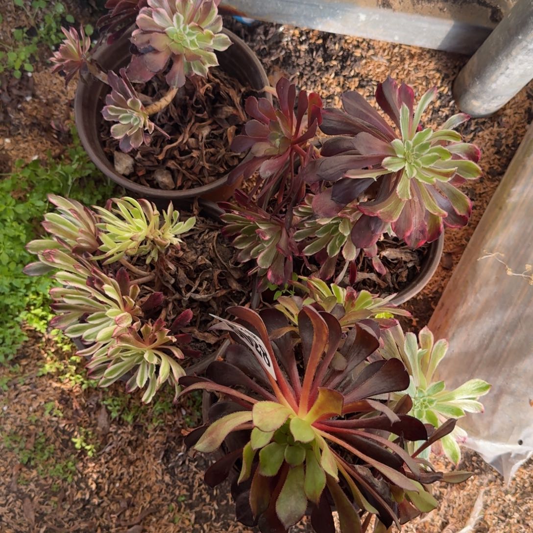 法师水墨画4颗5028 19-38