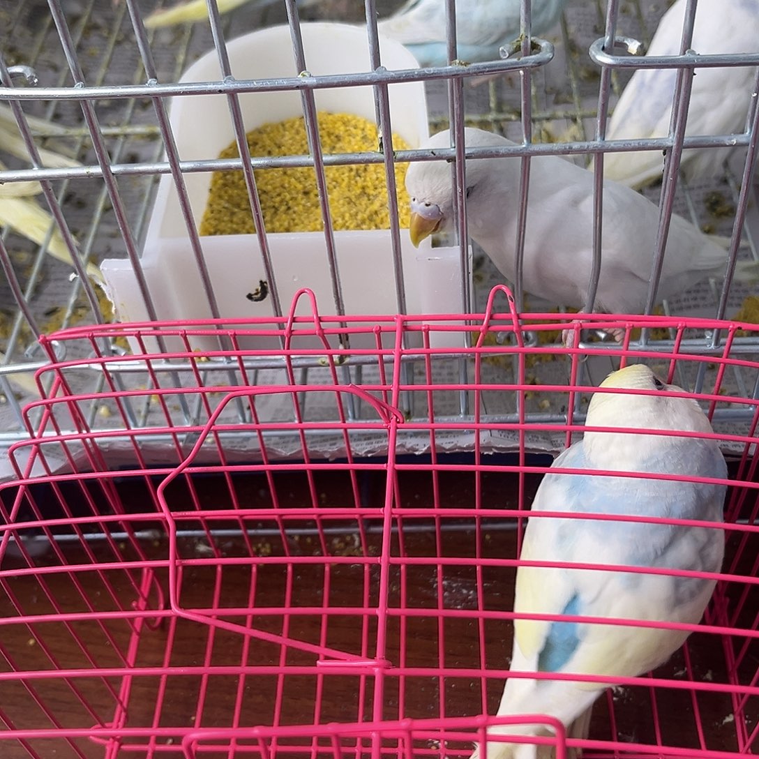 虎皮鹦鹉金彩鹦鹉