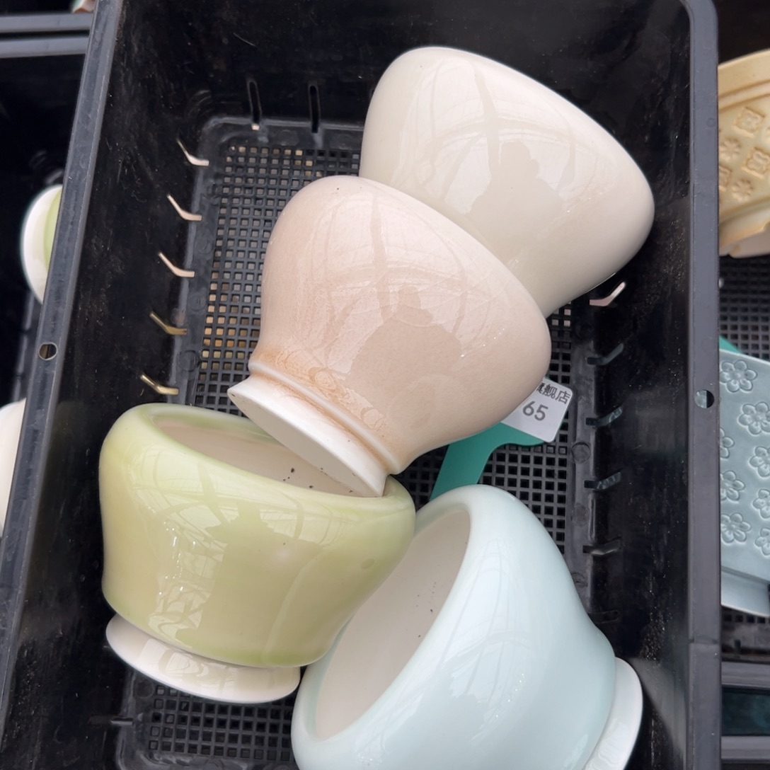 多肉精选编号0116.65