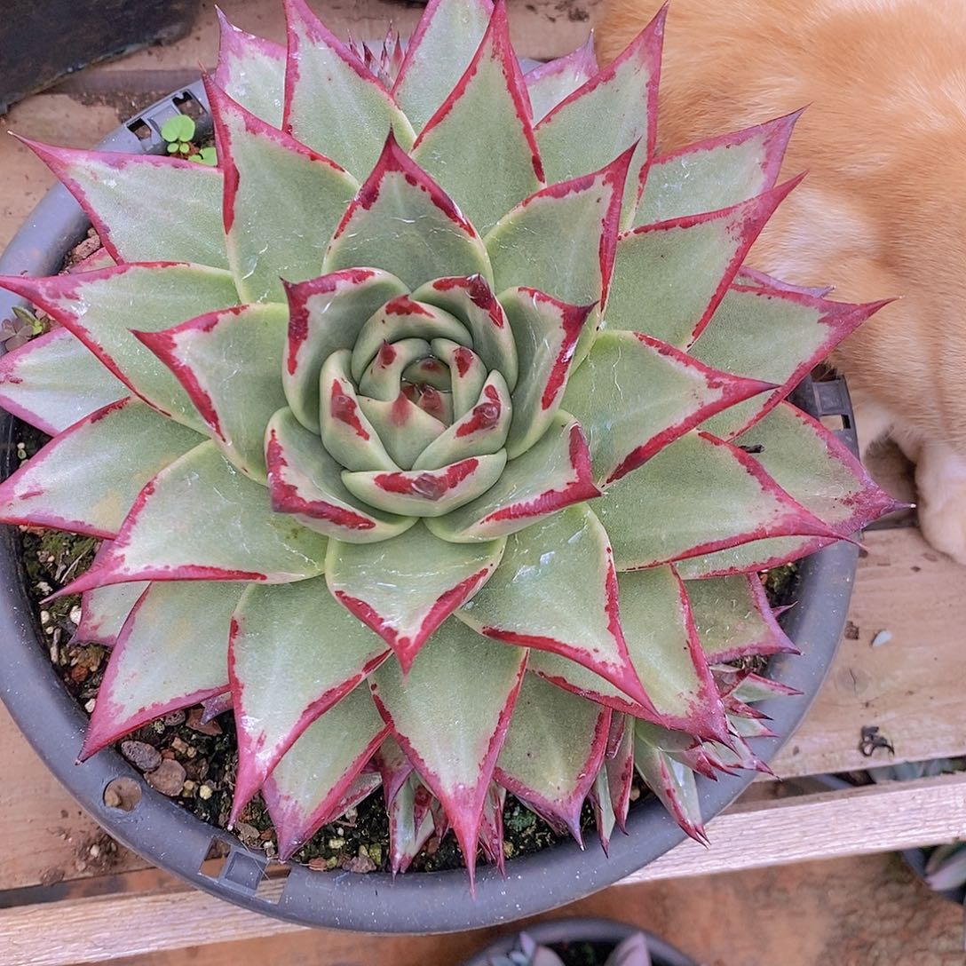 多肉植物乌木单头