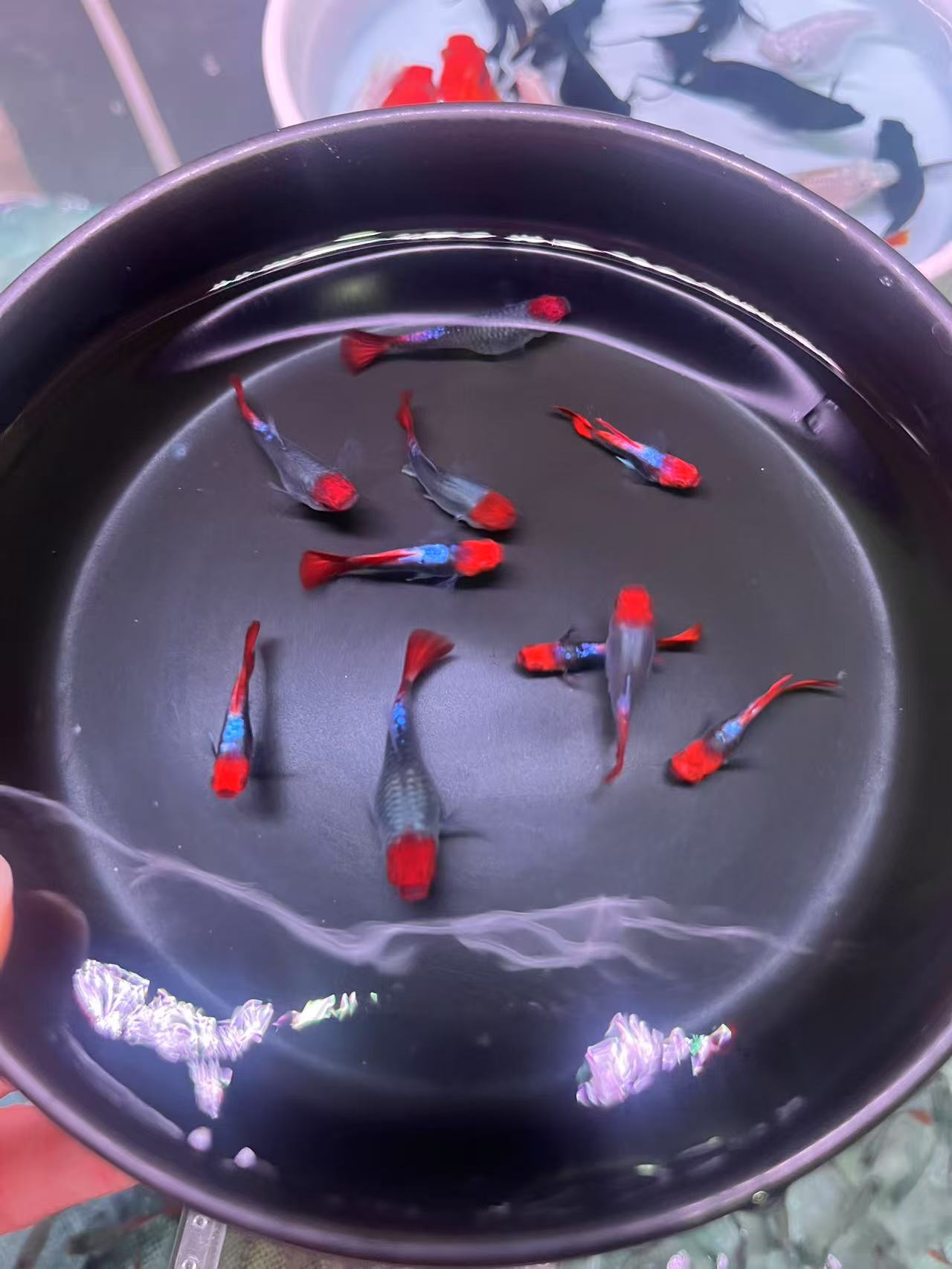 球体深海蓝贵族孔雀鱼热带观赏鱼皮实好养适合新手