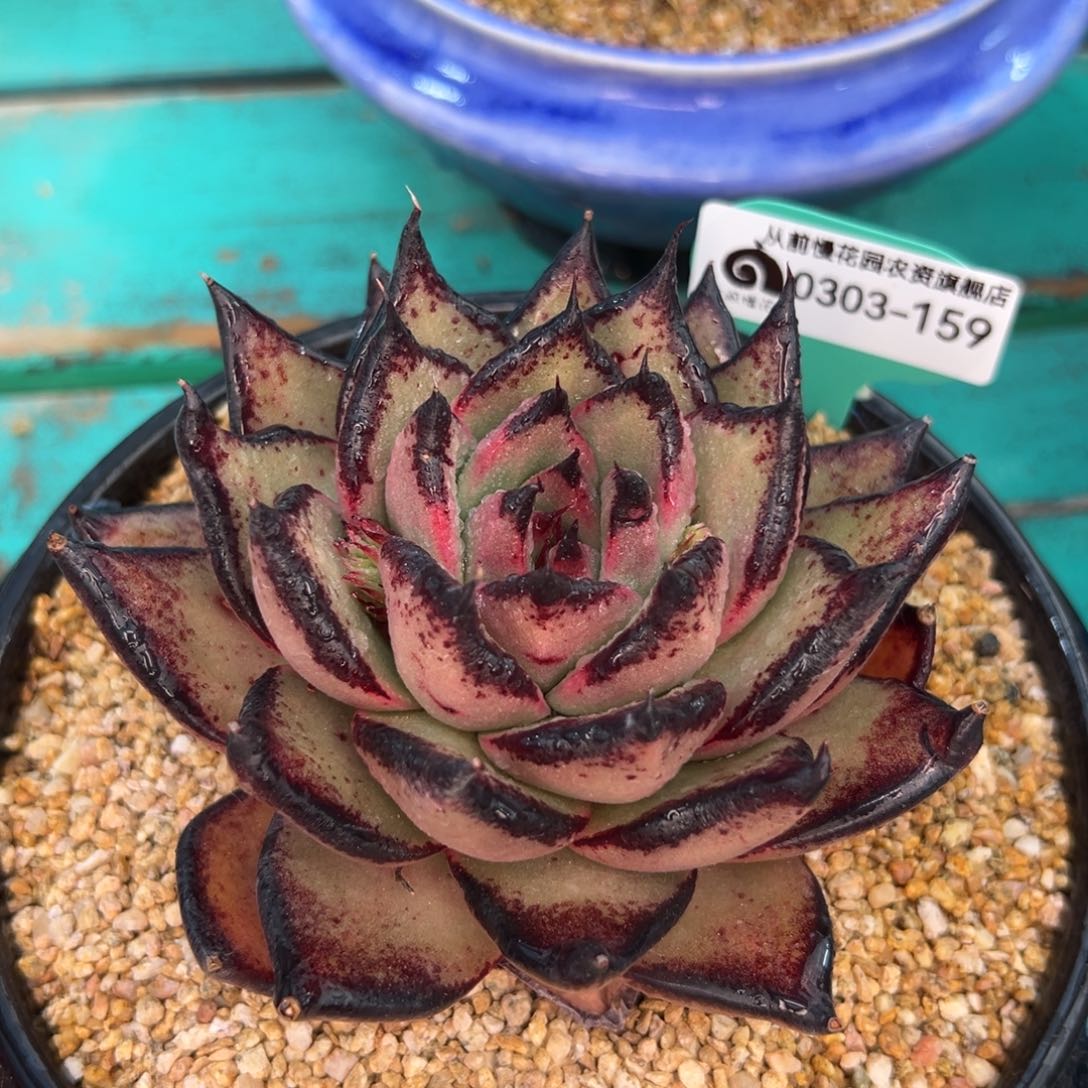 多肉一物一拍0303-159