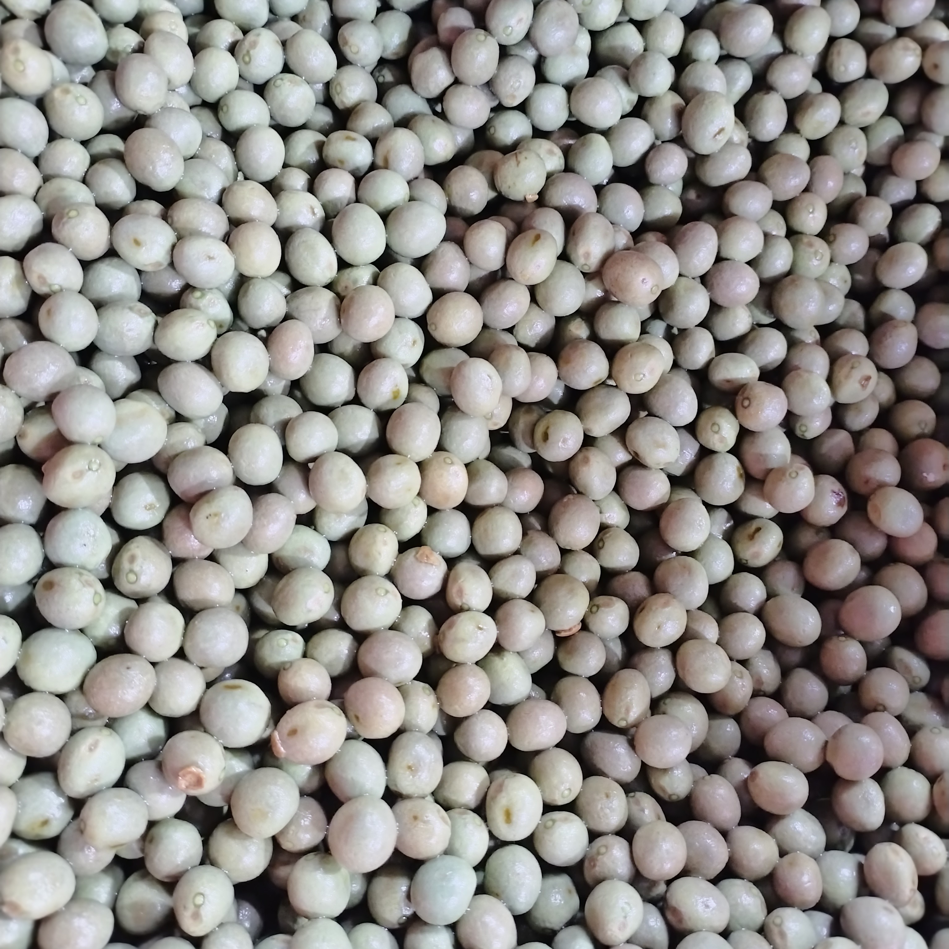 安徽新鲜带壳鸡头果二青中果不苦不涩芡实果