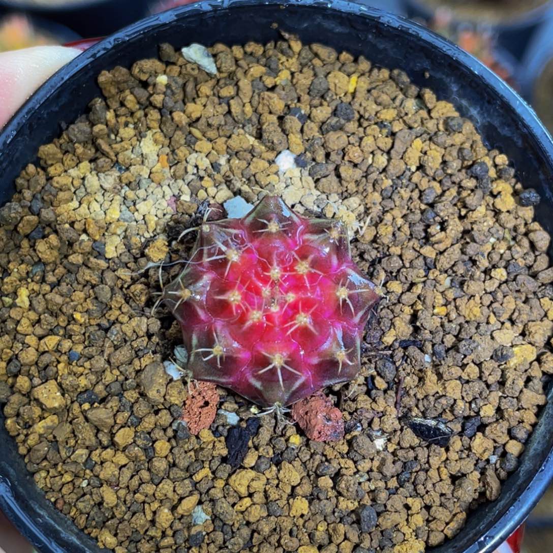 米哈星球00000003