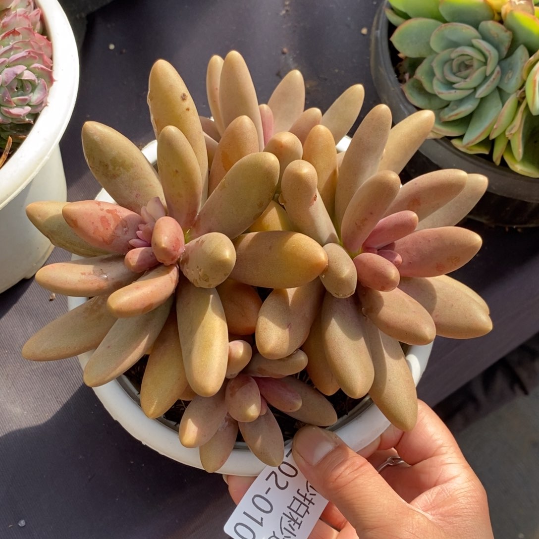 两单包邮1202-10糖果