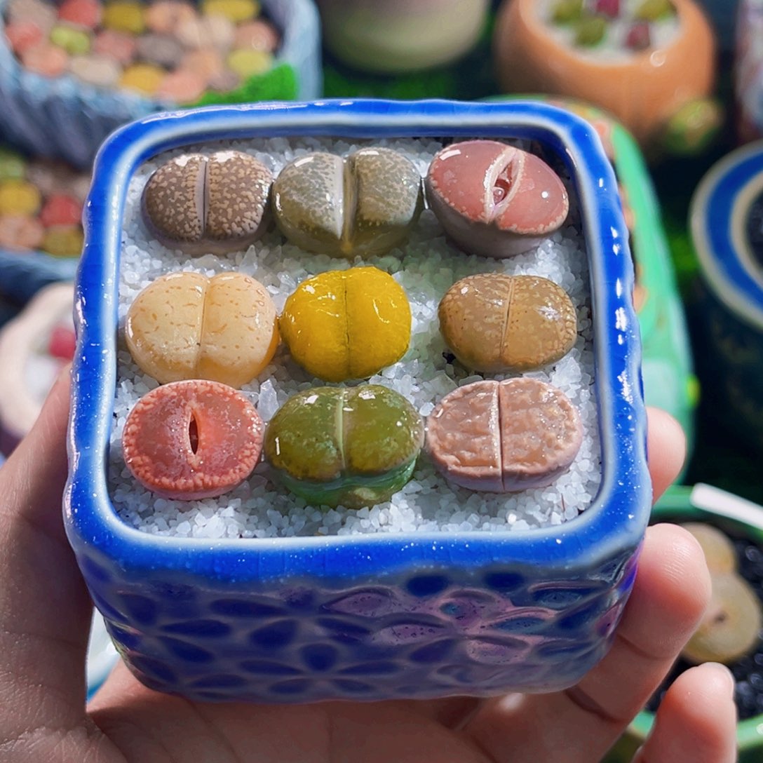 020生石花1.9cm连盆带土包邮
