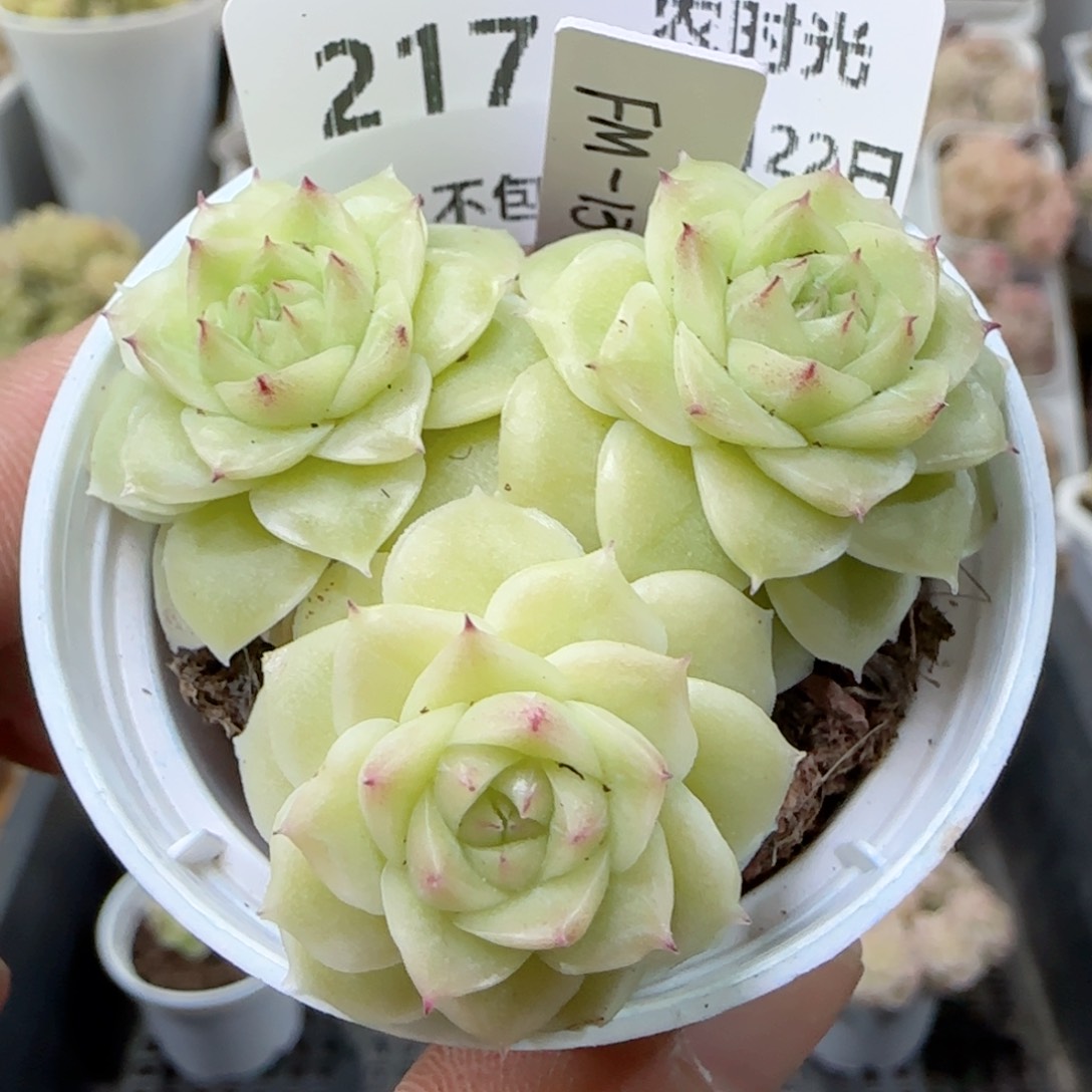 【闪购商品】0222-217（fm-137）专拍