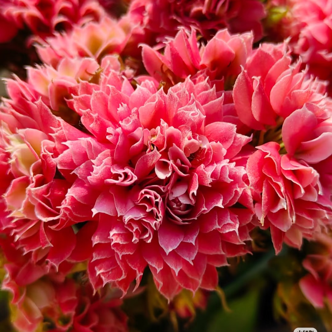 110盆【红莲花神】稀有名贵长寿花超大花基地直发