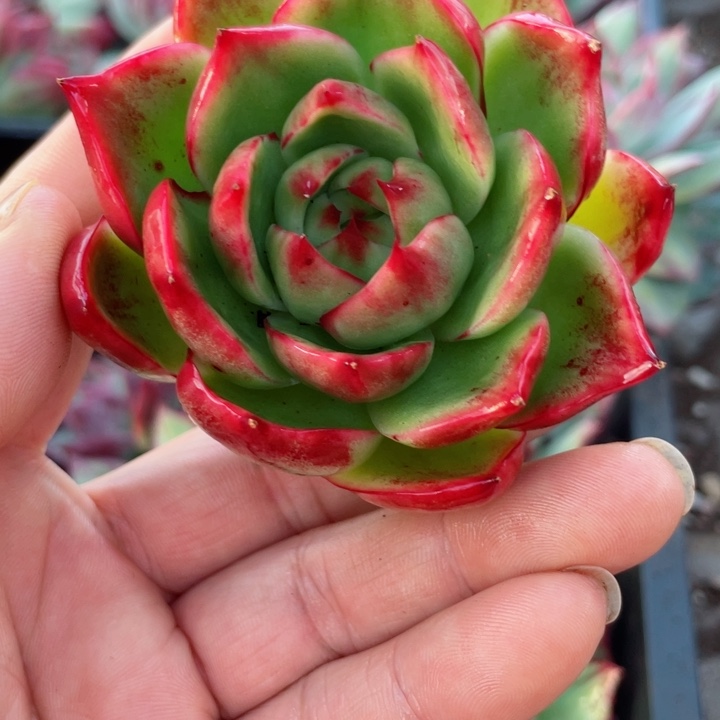 惊鸿仙子多肉植物268
