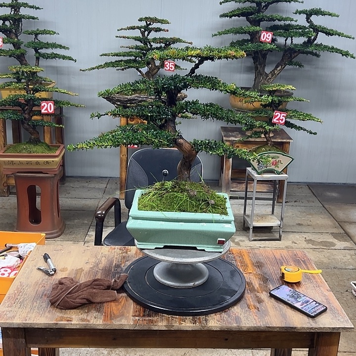 无花朵红芽这珍珠罗汉松