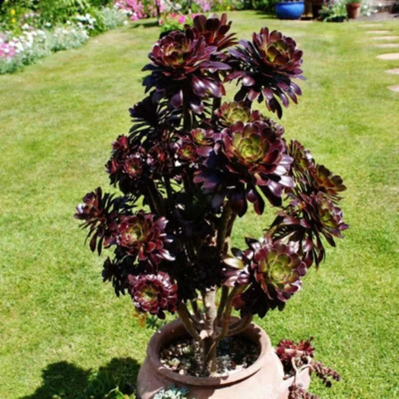 精品黑法师夏季多肉植物大颗好养室内花卉防辐射耐寒盆栽绿植