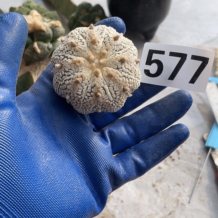 完全开放577奇迹散斑都