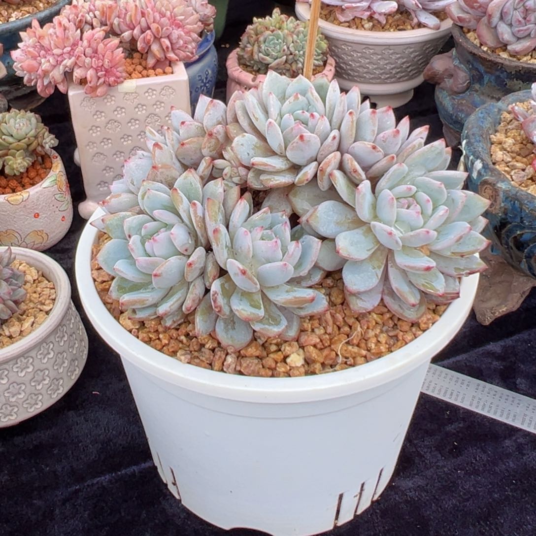 新年快乐 新年快乐