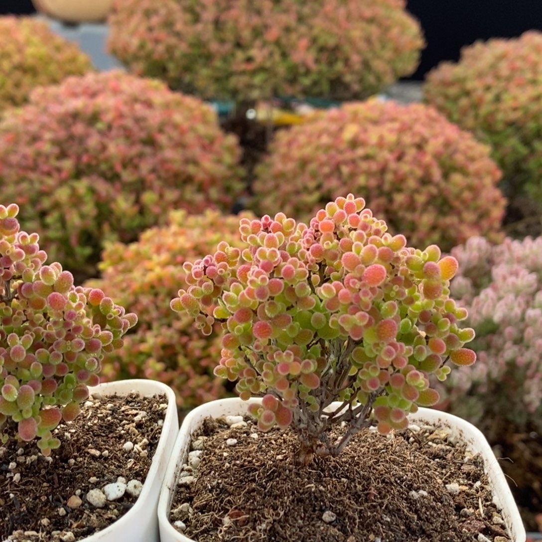 (***熊蜜橘糖球组合3291