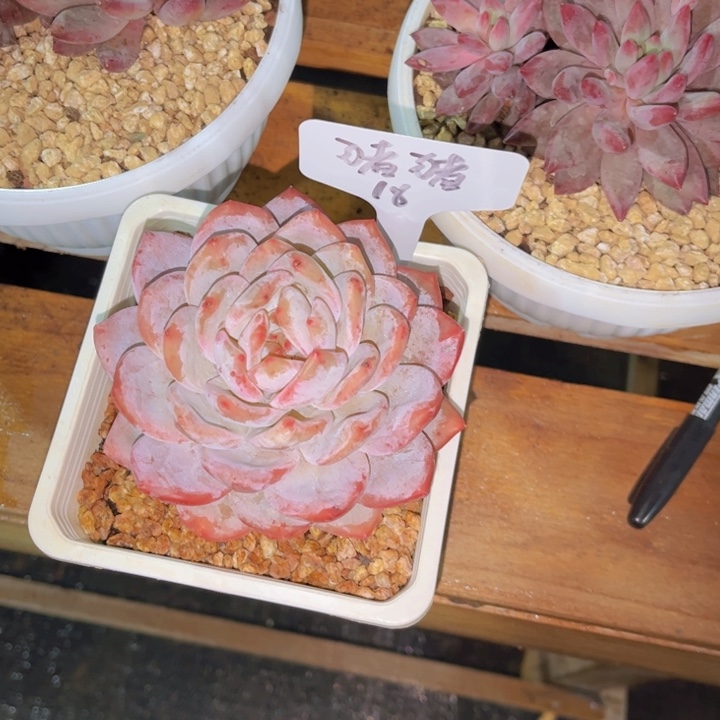 美慕花坊，一物一拍。