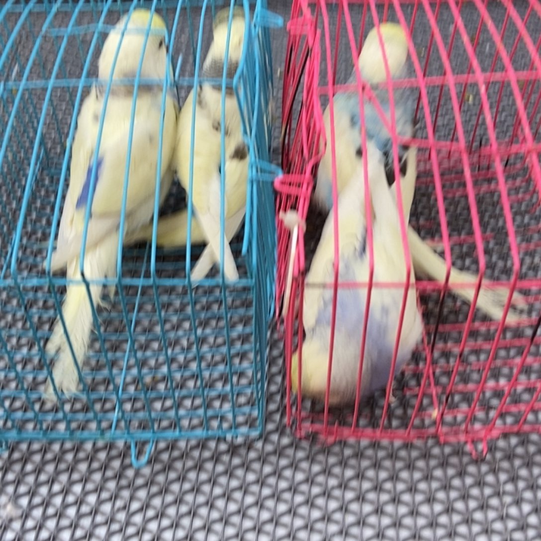 乖***女虎皮鹦鹉加单虎皮鹦鹉