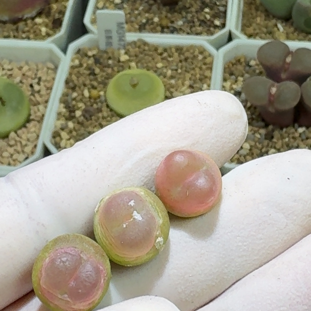 12-11-106特价福利微瑕