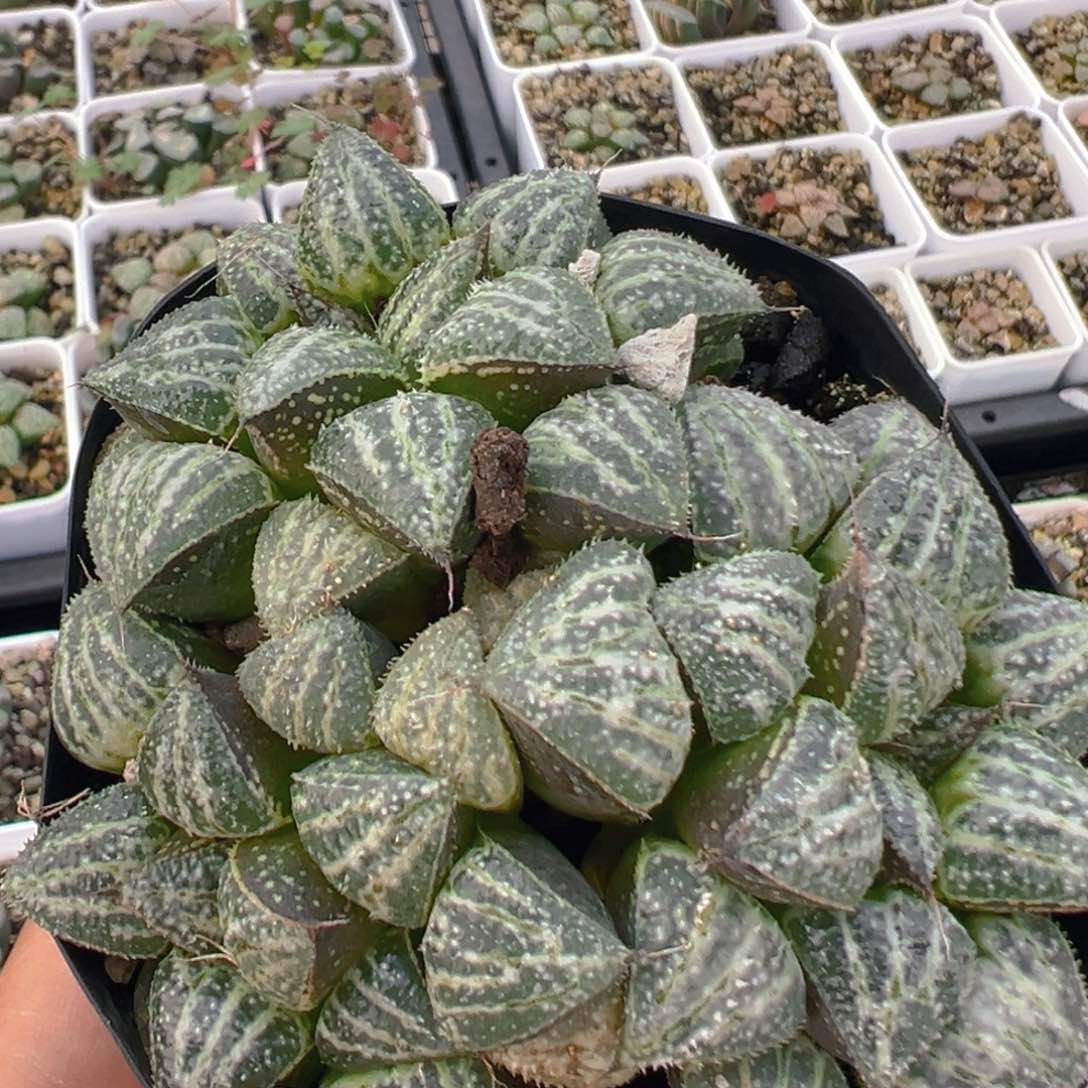 101多肉植物百科知识