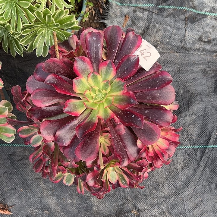 0342美杜莎多肉植物