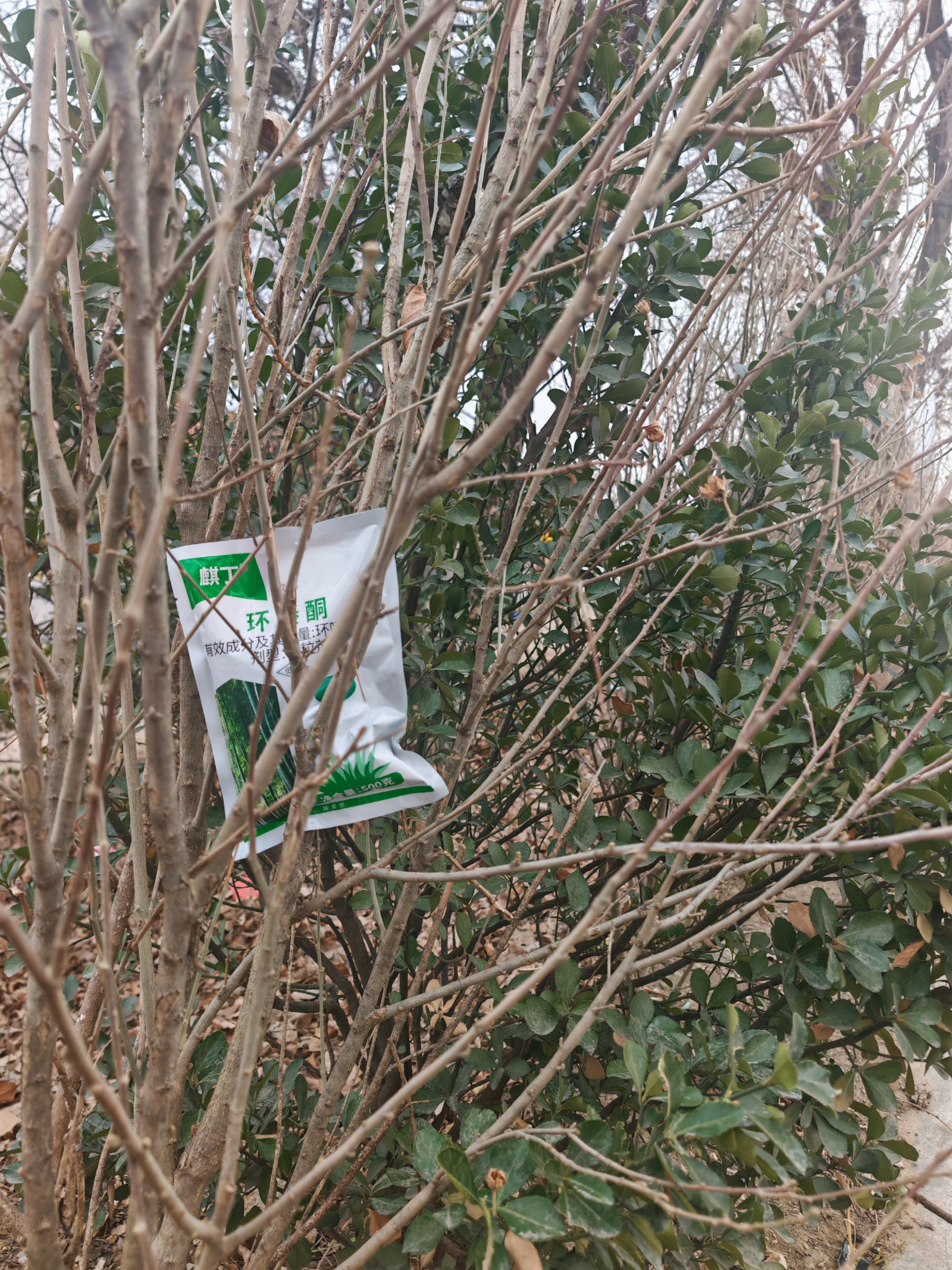 清杂草大树竹子地下生物肥料一单六包