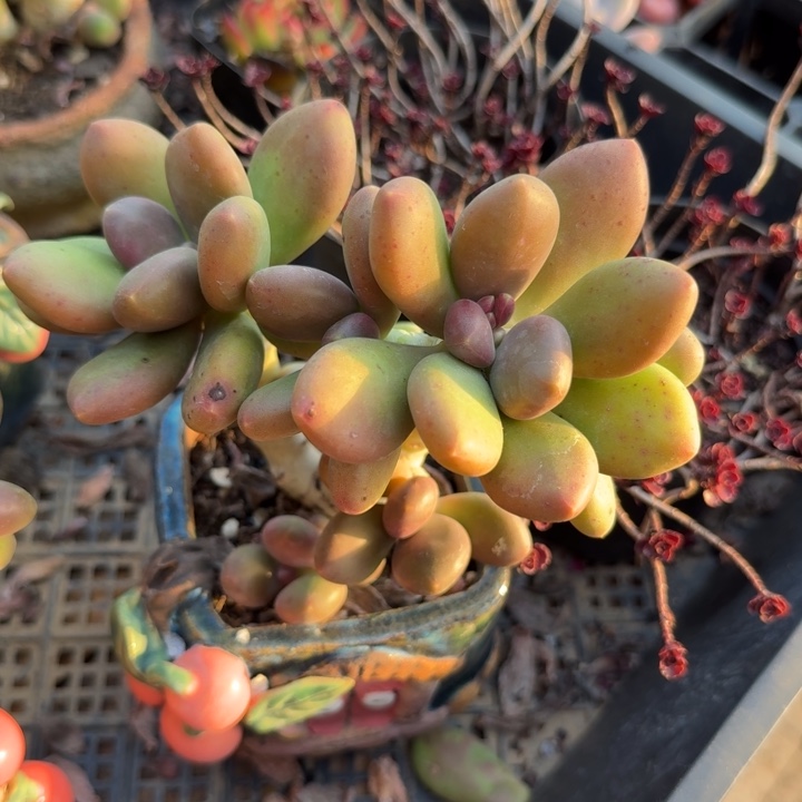 幸***婷芒果奶。                  