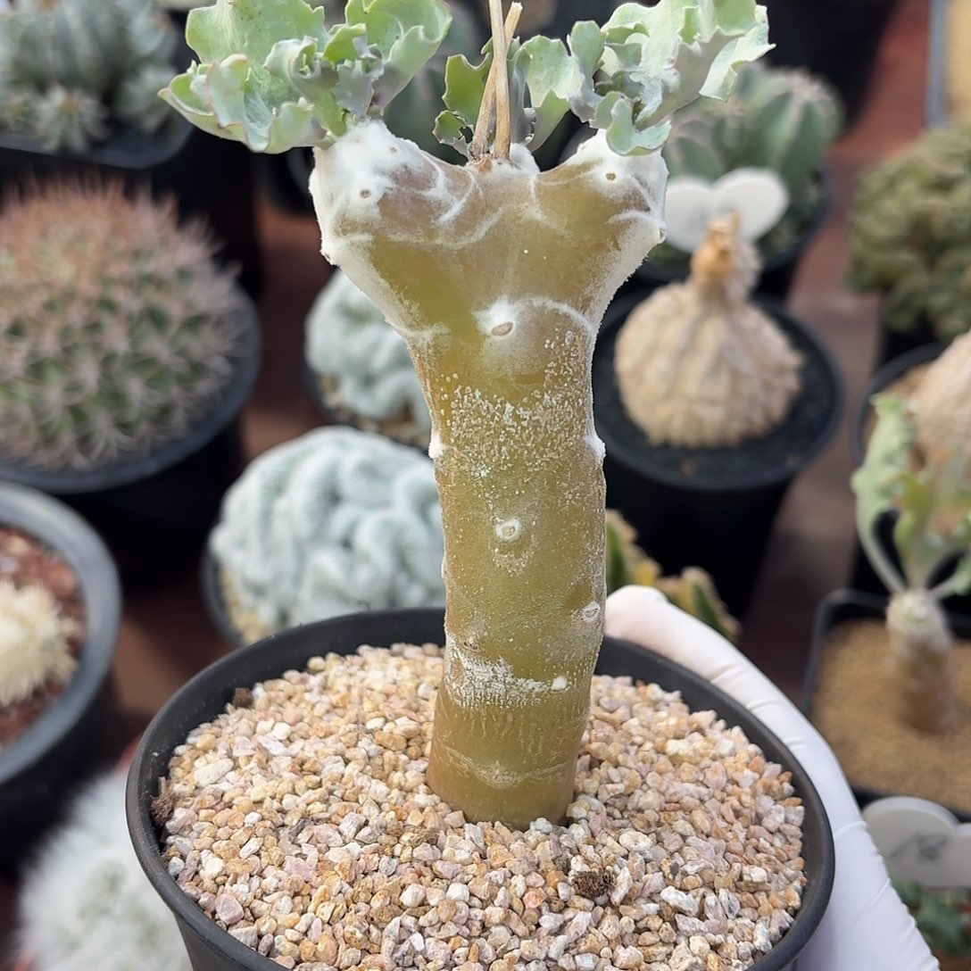 雪露厚墩菊123453