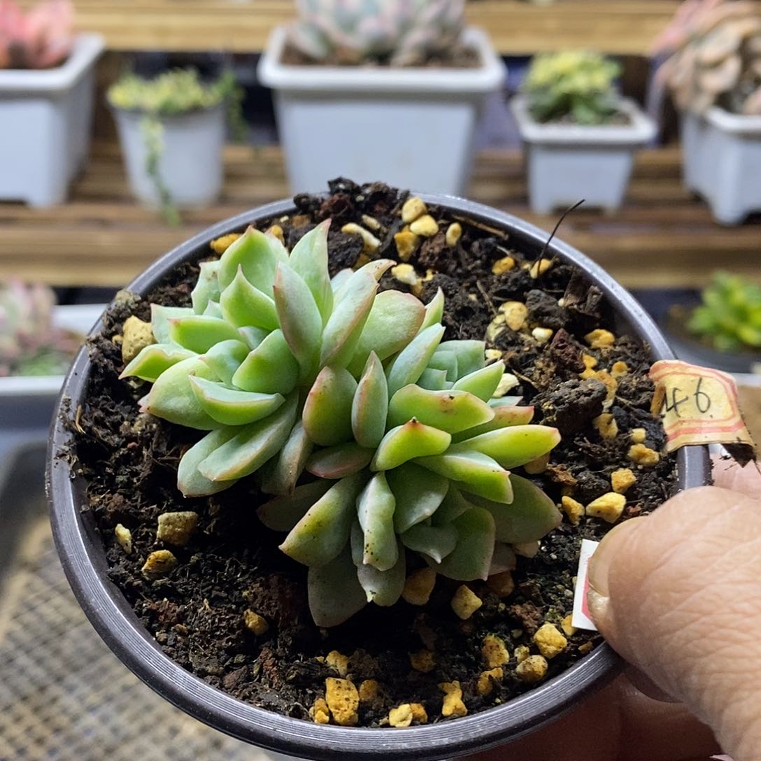 16161 泡泡纱裙 4 头