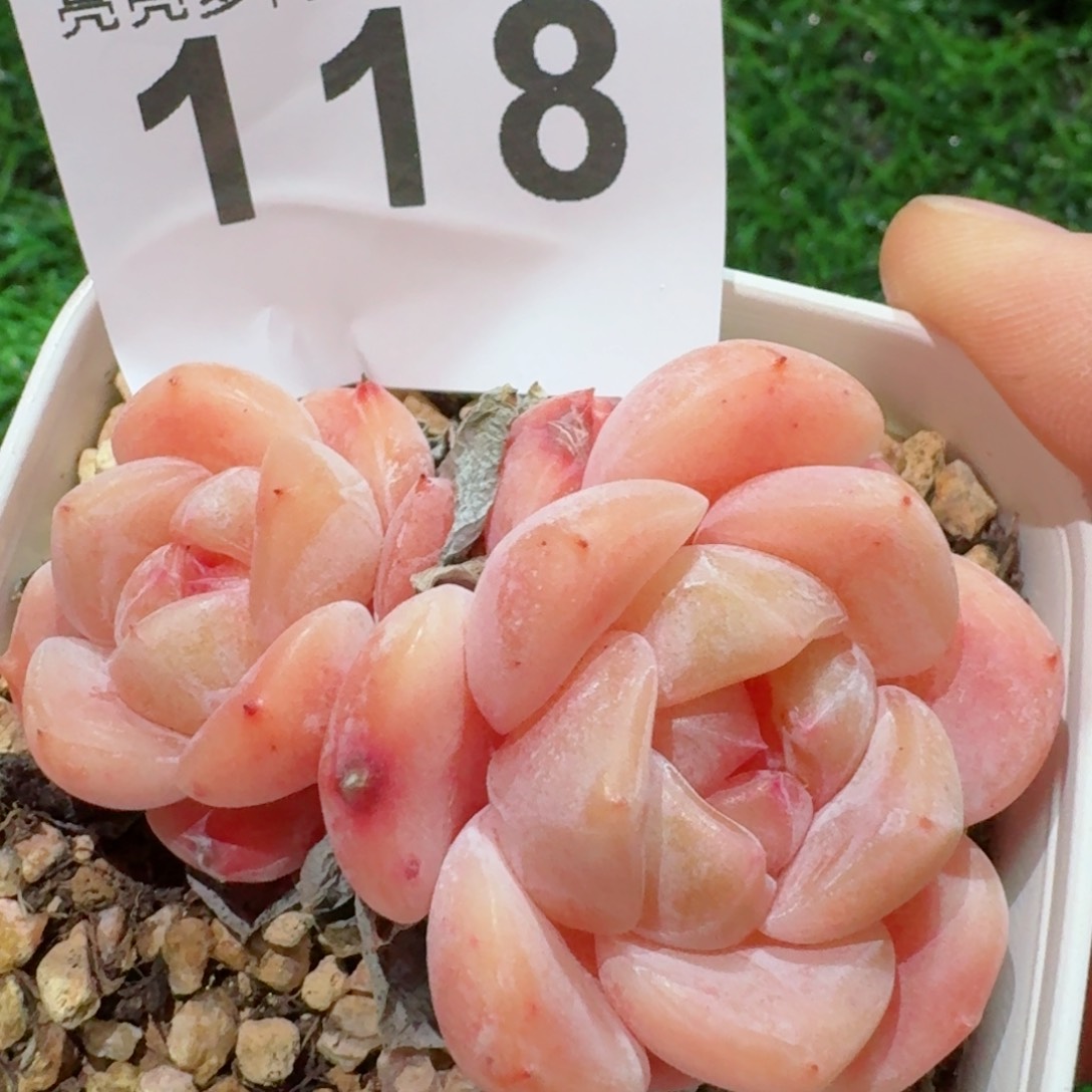 刚毅         精品多肉