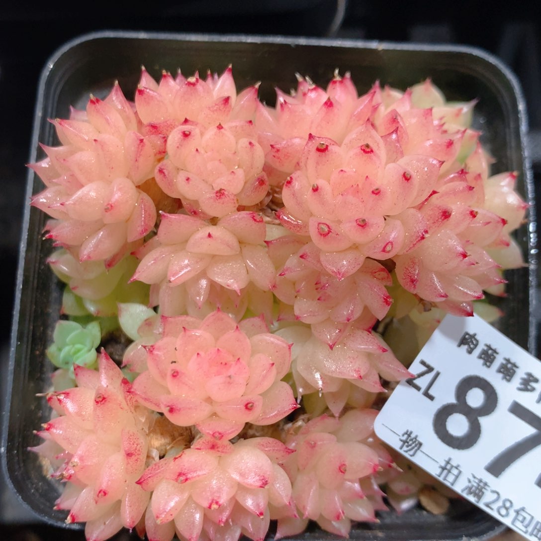 5CM拇指盆精控多肉ZL874