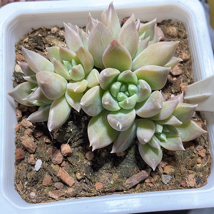 多肉植物慕思美人1025