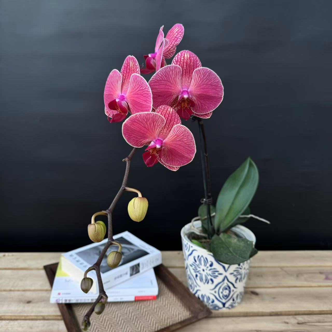 蝴蝶兰【钜宝桔子】精品 带花带苞 昆明基地直发