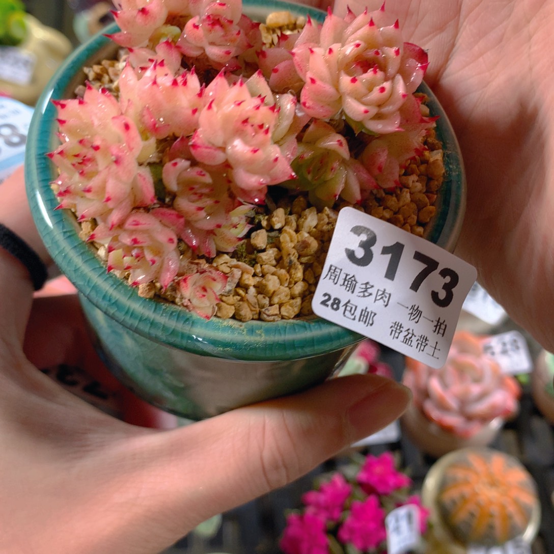 5厘米盆精控多肉3173