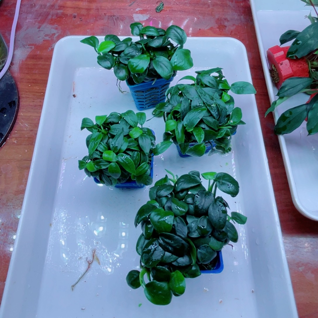 美小呆迷你榕4个一份