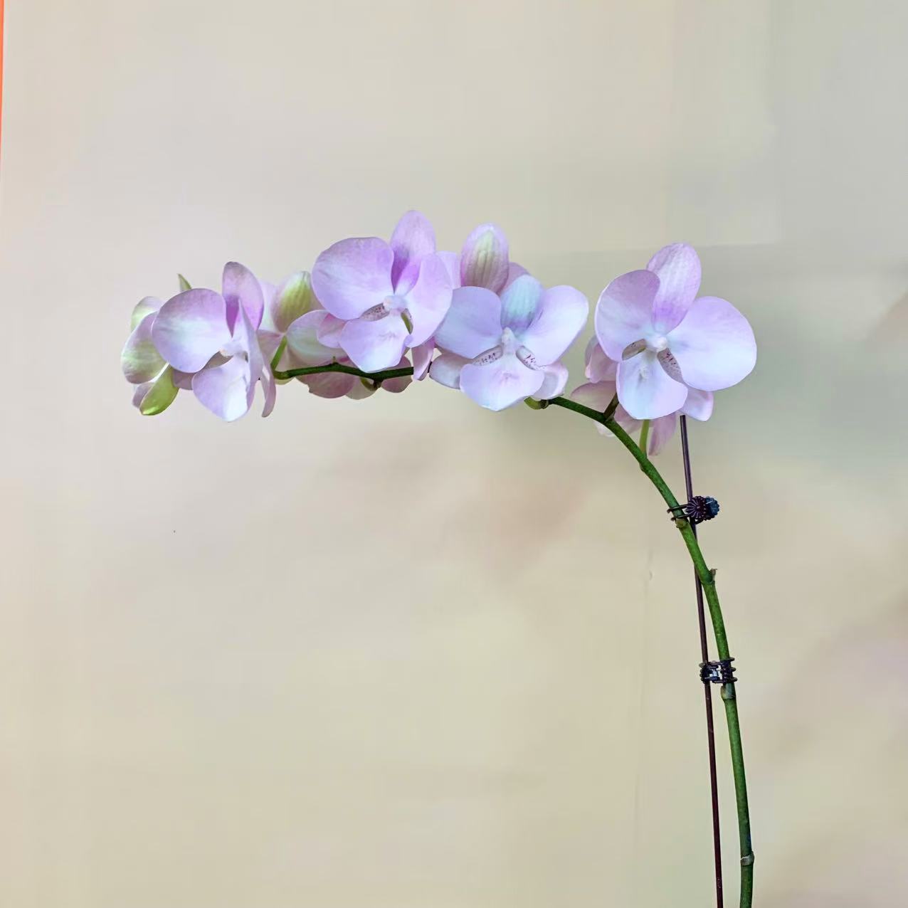 各色孤品杂花 精品蝴蝶兰 粉色花 随机发