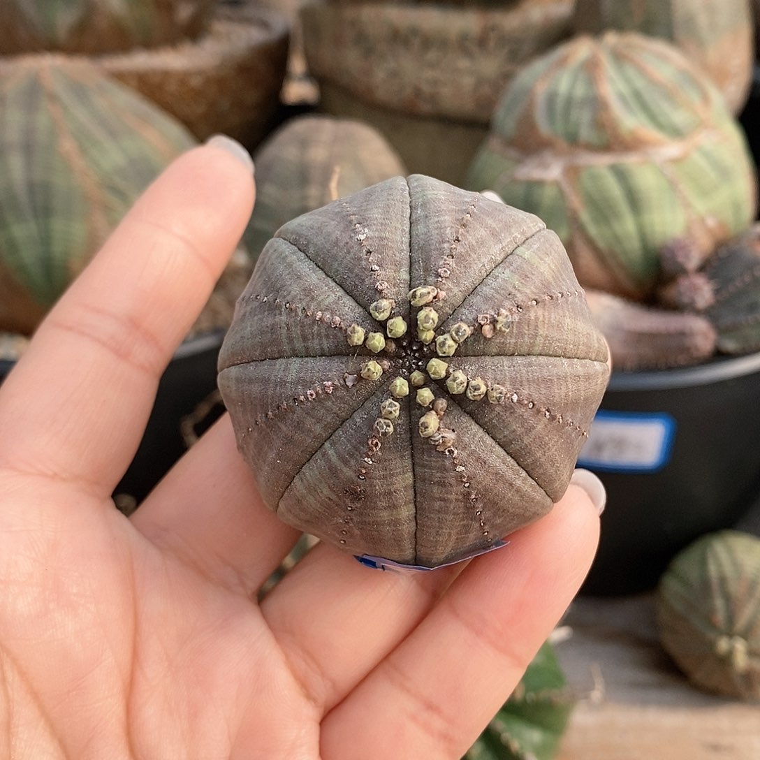 欧系布纹球一物一拍