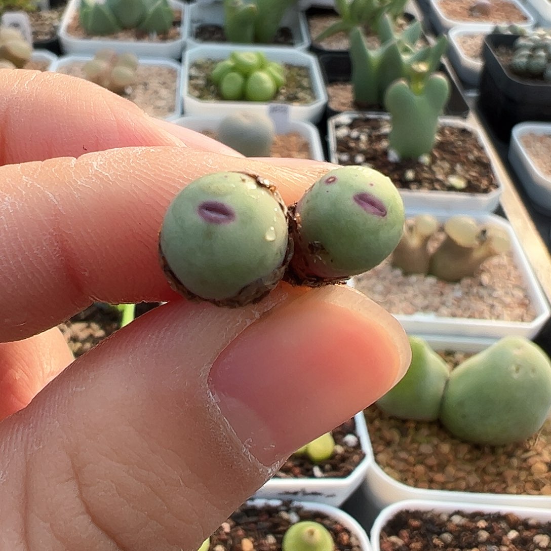 小*多肉肉锥 歌姬嘴