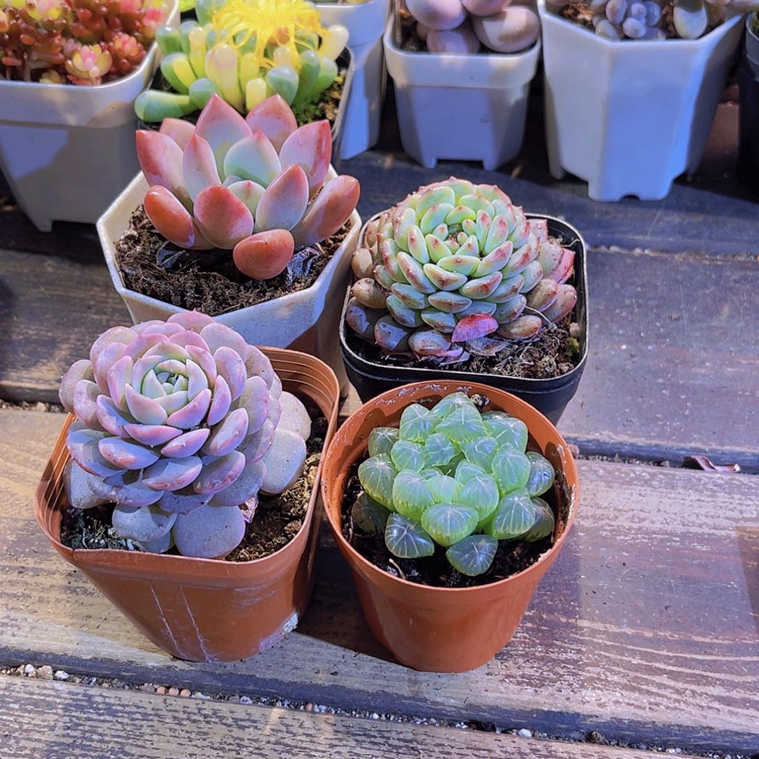 奥普。白胖。恩宠。姬雨露