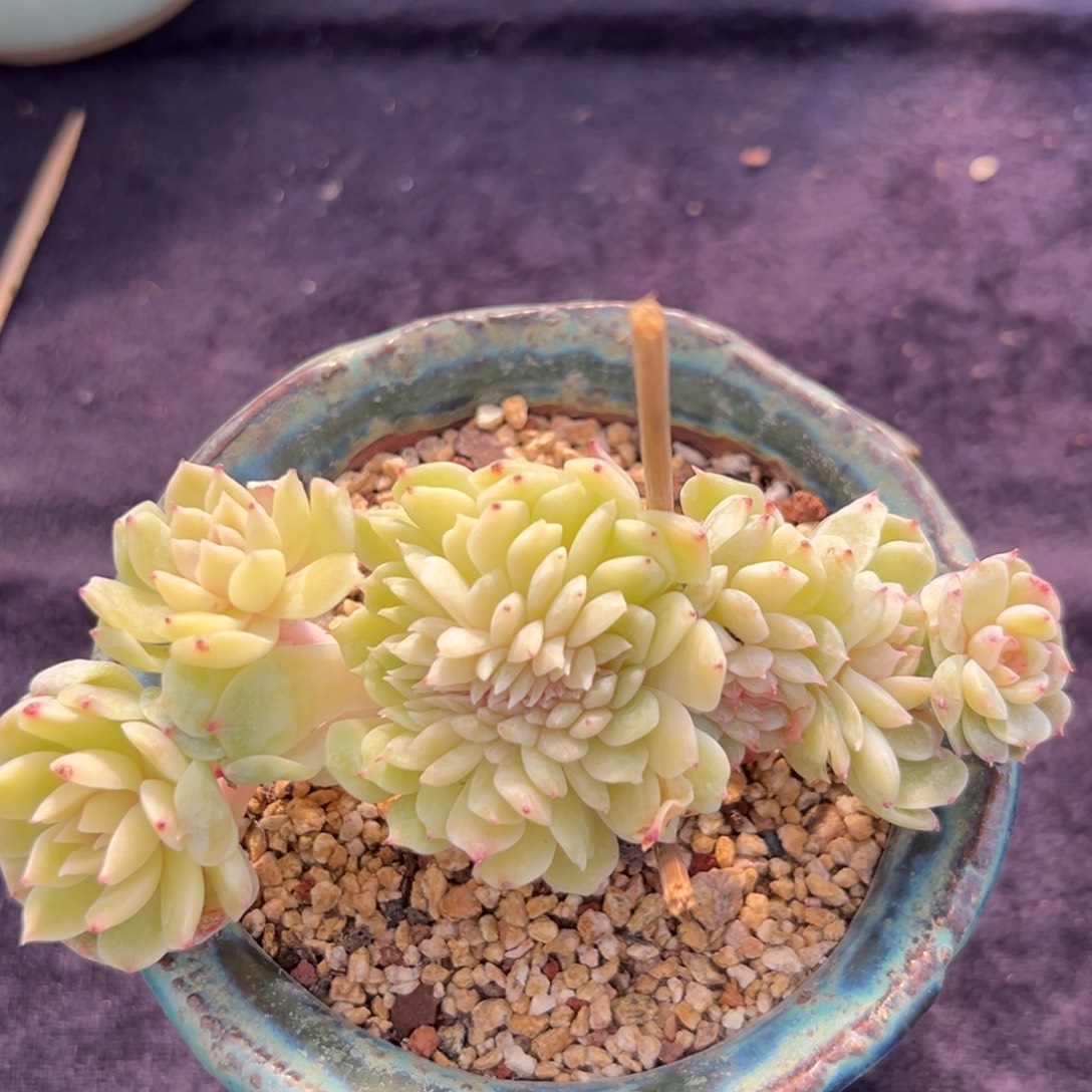 新年快乐 新年快乐