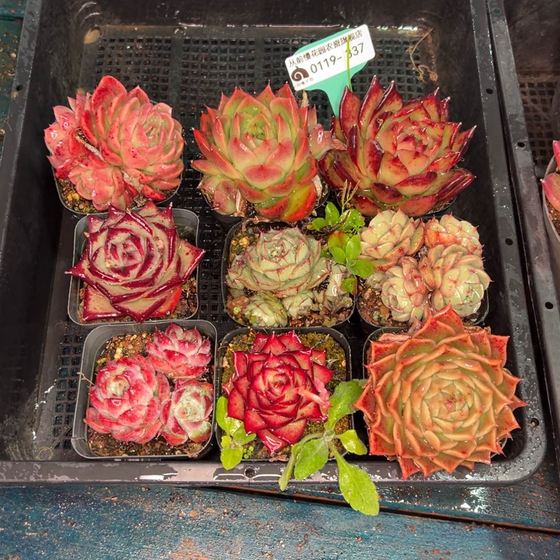 从前慢多肉精选编号0119.337