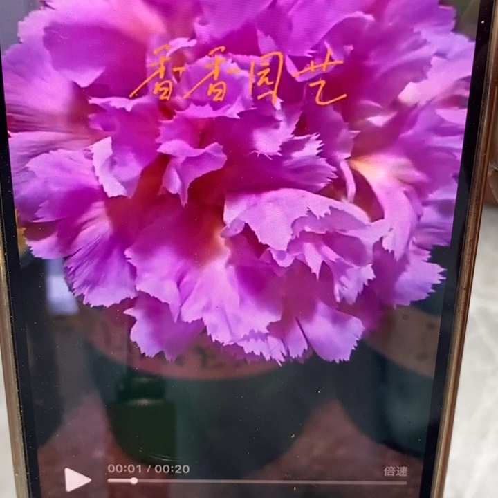 香香云端侧芽2.5公分左右