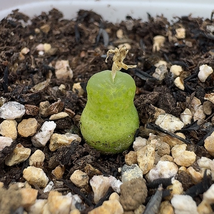 老马生石花小葫芦2421