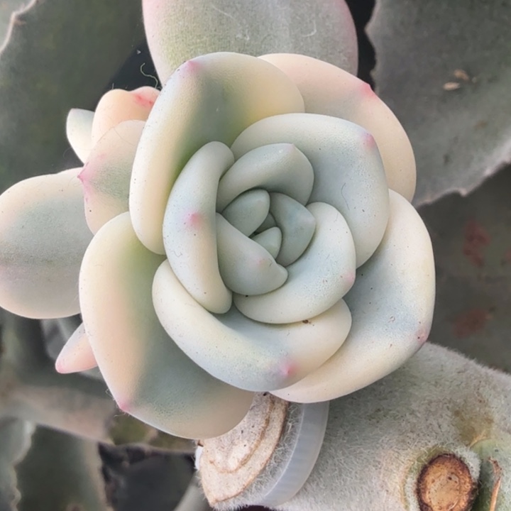 暗夜香槟锦一个侧芽的价格