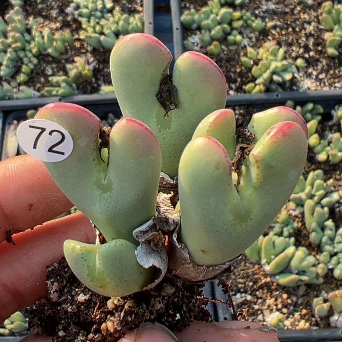 多肉植物111111111111