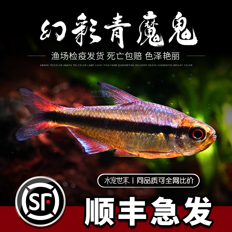 幻彩青魔鬼灯鱼南美鱼观赏鱼皇室青魔鬼高端草缸小型鱼靛蓝魔鬼灯