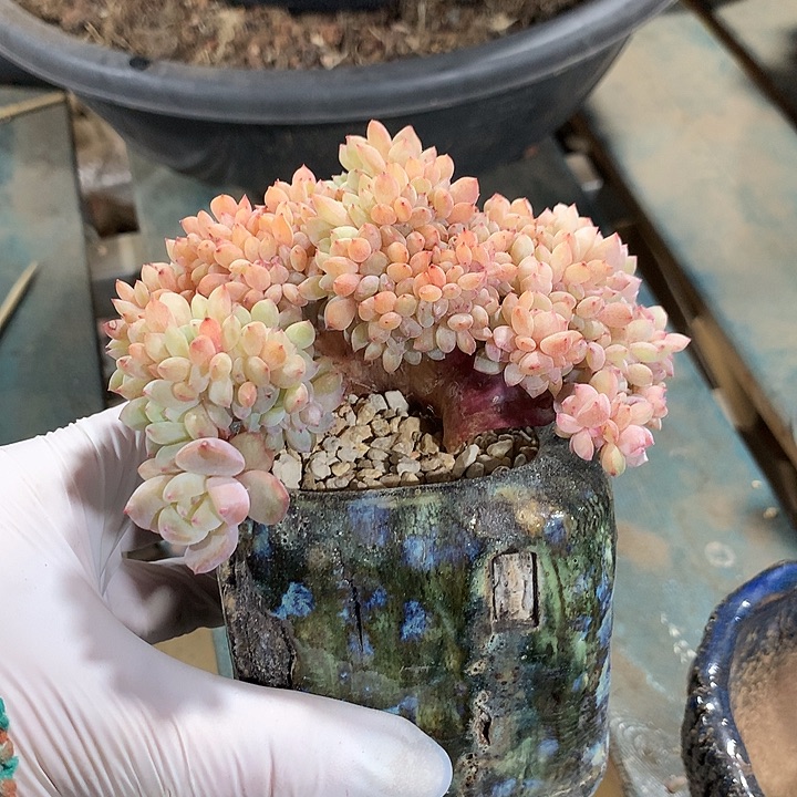 雪天使朵朵缀一体无砍