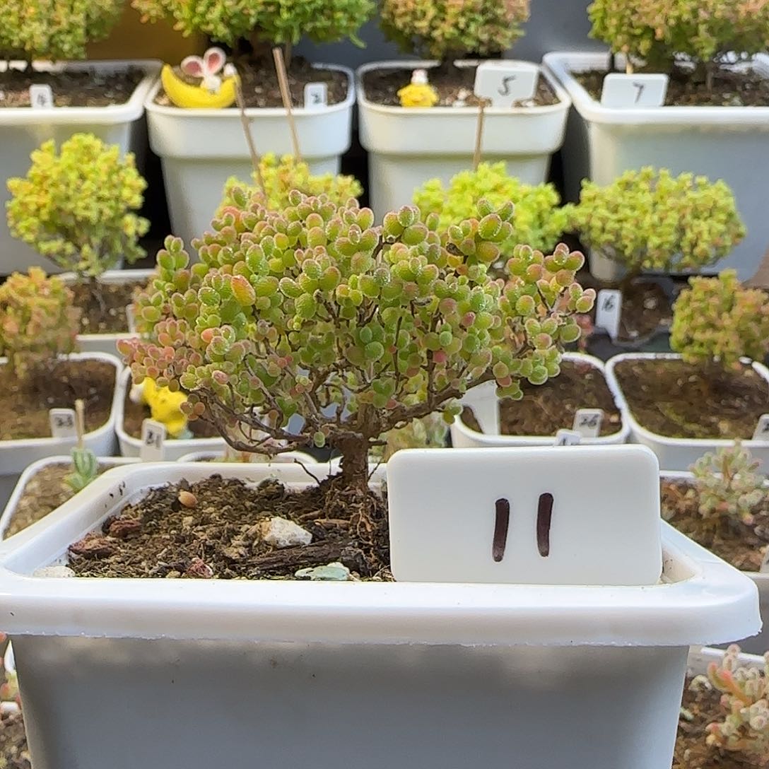 蜜橘糖球枝干番杏