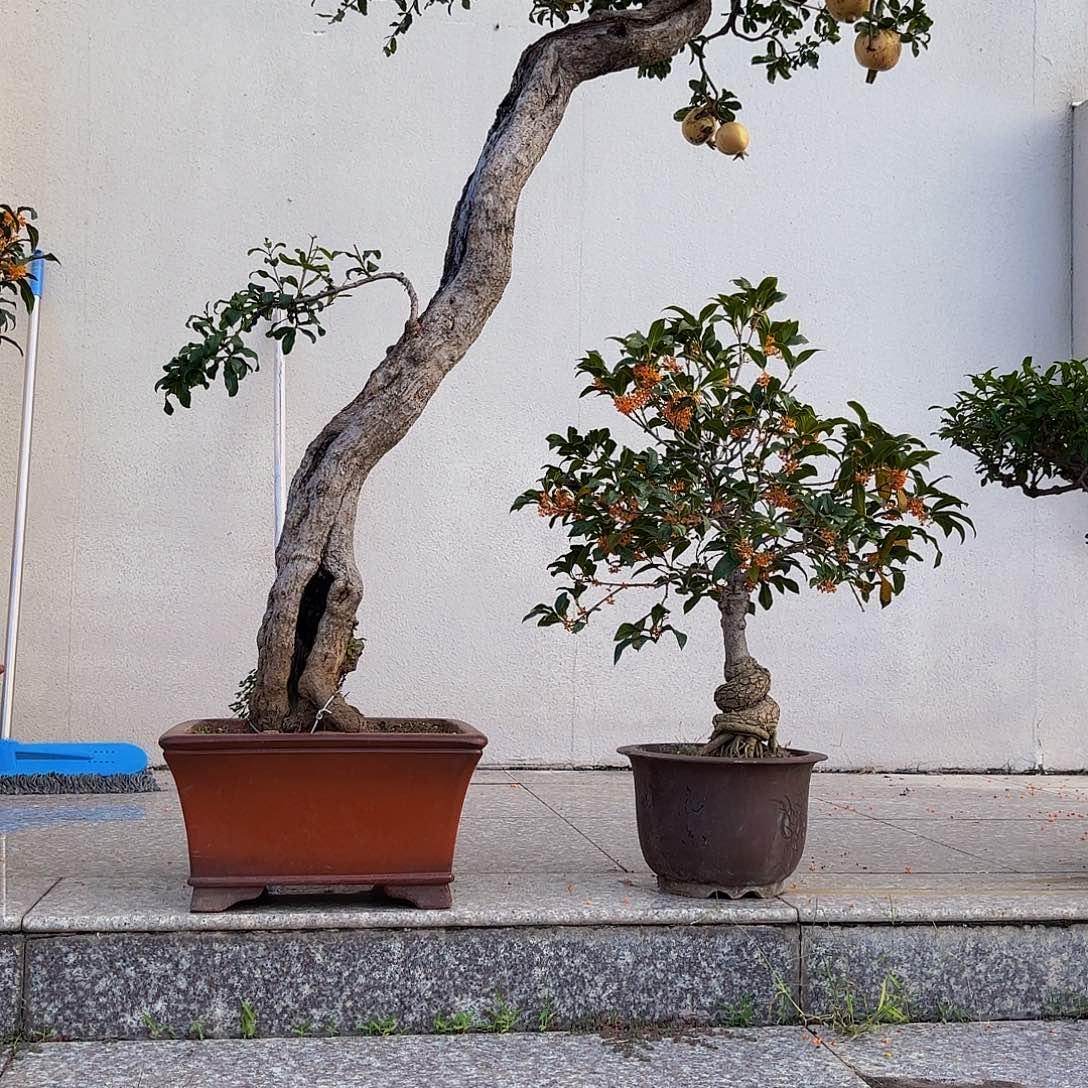 完全开放石榴盆景造型盆栽花卉