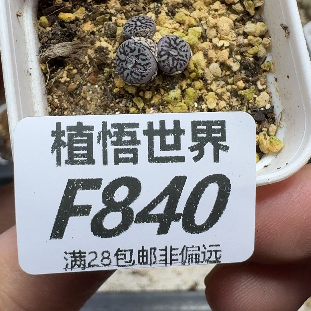 多肉植物的人生如果还hh