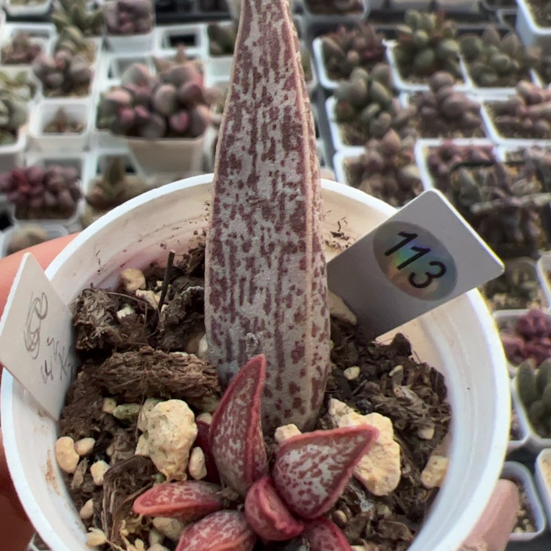 红太平大苗多肉植物水泡