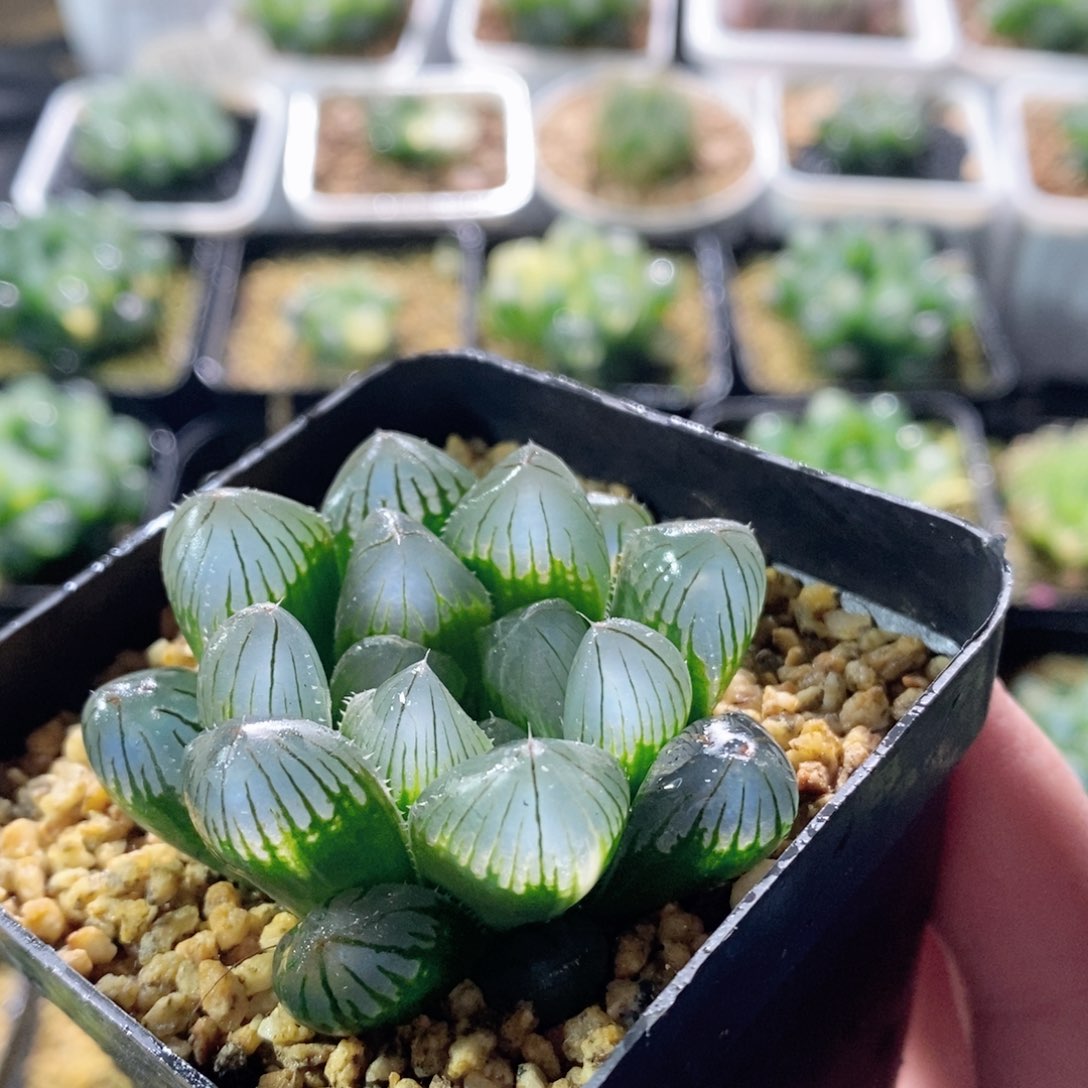 实生玉露锦多肉植物